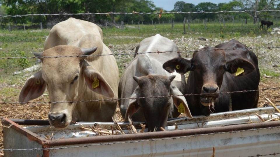 Ante Sequ A En Quintana Roo Ya Se Estar N Ortorgando Apoyos A Ganaderos