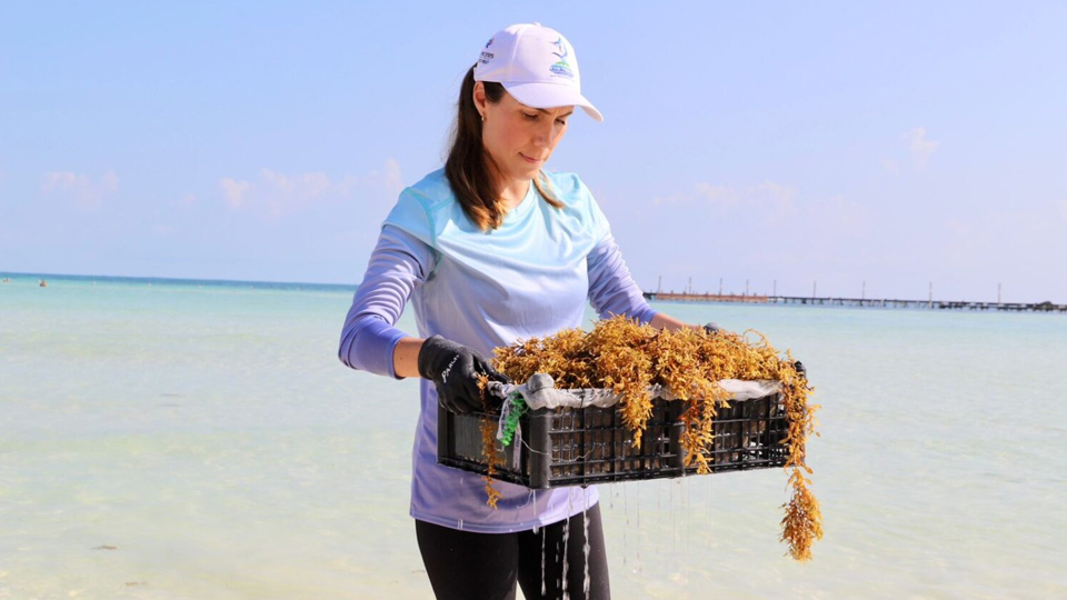 Encabeza Atenea Limpieza De Playas En Isla Mujeres