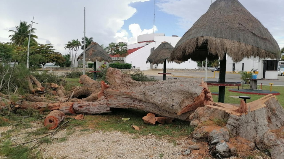 Urge Campa A De Resforestaci N En El Boulevard Bah A De Chetumal Ecosur