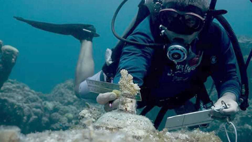 Monitorean y dan mantenimiento a viveros de corales en el parque Chankanaab  en Cozumel