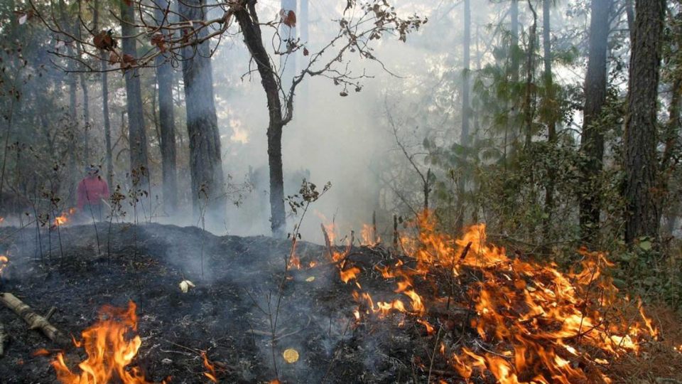 En Quintana Roo Se Intensifica La Lucha Contra Incendios Forestales