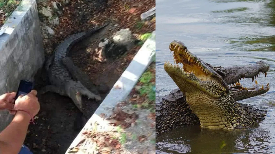Enormes cocodrilos protagonizan jurásica pelea en Cancún