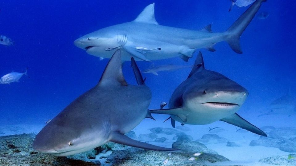 Buscan Sensibilizar A La Población Sobre La Conservación De Los Tiburones