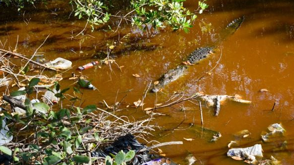 En Cancún, un cocodrilo nada en un manglar lleno de basura