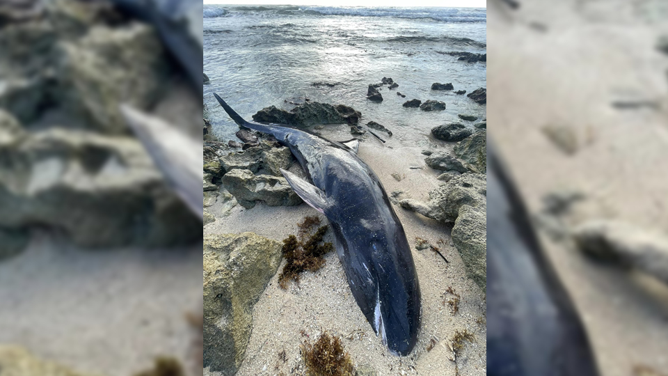 Encuentran a una ballena muerta en la orilla de la Isla de Cozumel