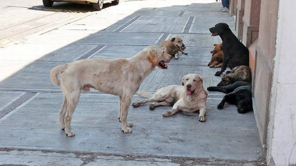 Programa De Esterilización De Perros Y Gatos Callejeros En Chetumal