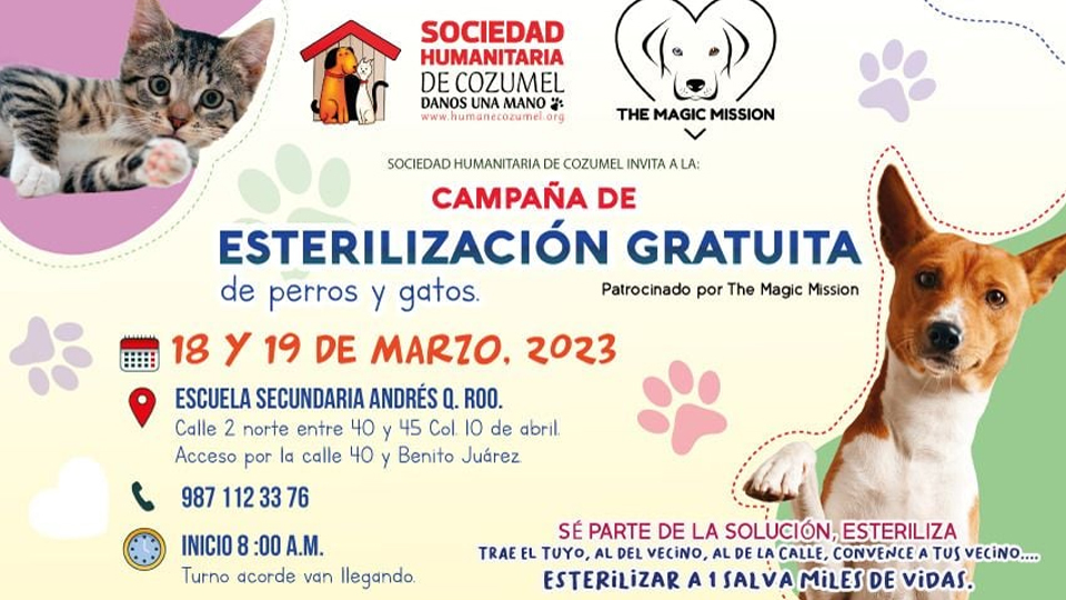 En Cozumel Llevarán A Cabo Una Campaña De Esterilización De Perros Y Gatos