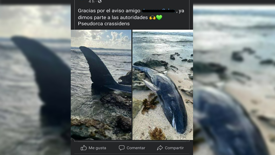 Encuentran a una ballena muerta en la orilla de la Isla de Cozumel