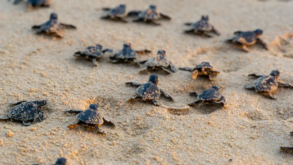 En Cancún Anidan 6 De Las 7 Especies De Tortugas Marinas Que Hay Mundialmente 4419