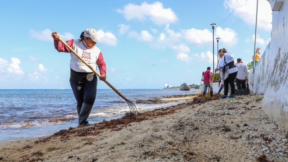 En Cozumel, toman medidas ante la llegada del sargazo