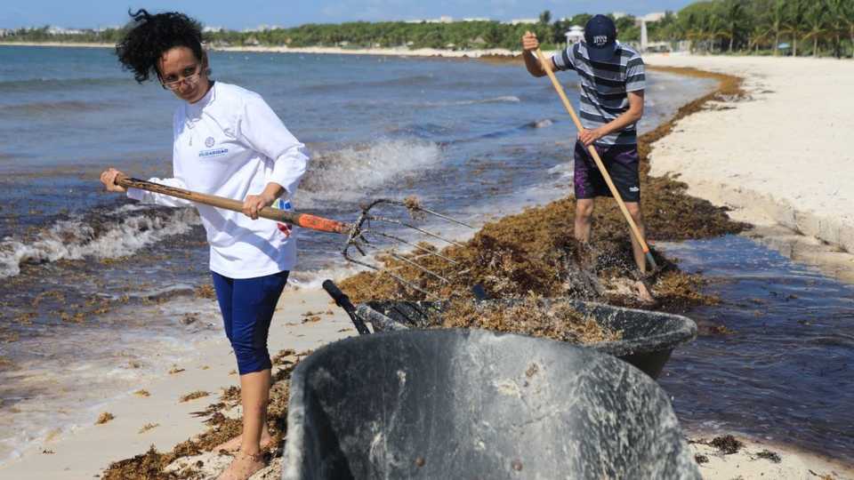 Continúa jornada de limpieza de sargazo en Playa del Carmen