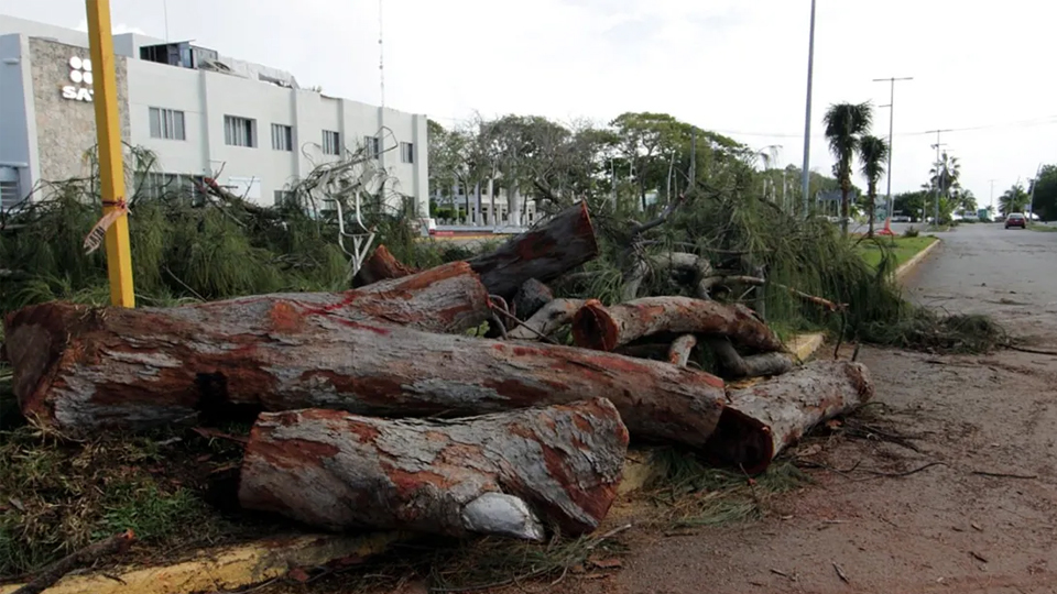 tala de árboles en Chetumal causa molestia