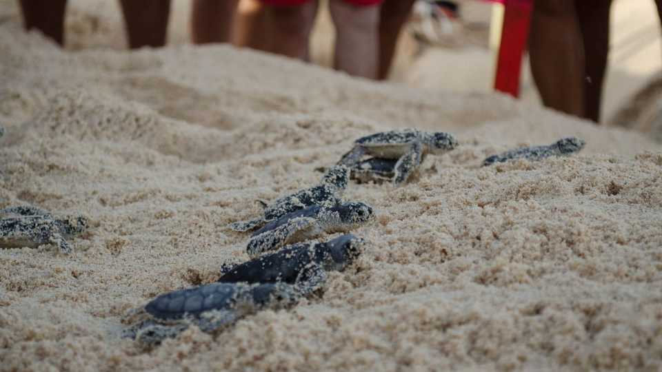 Arriban a Cozumel más de dos mil tortugas marinas a efectuar el proceso de  anidación