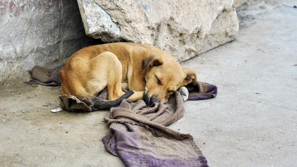 Aumentan las denuncias por maltrato animal a mascotas abandonadas