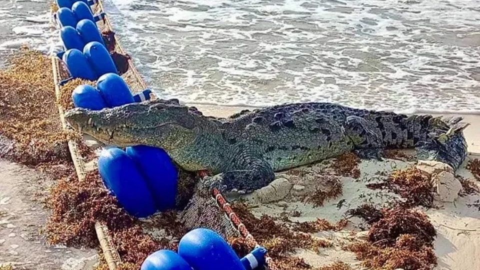 Enorme cocodrilo sale a pasear en las playas de Tulum